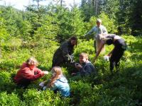 Sbirame na boruvkouvou buchtu.JPG